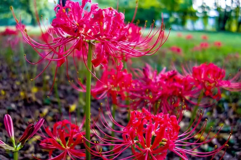 Spider Lily (Lycoris)