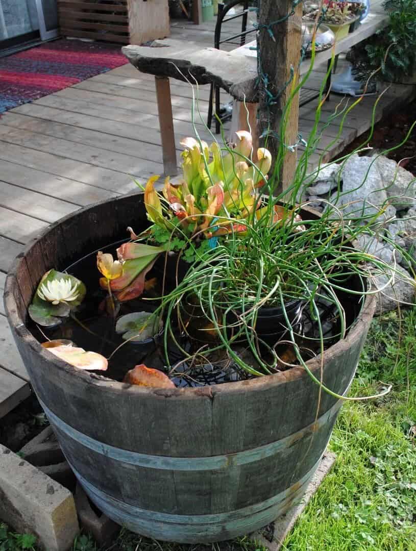 Wine-To-Water Tranquil Barrel Pond