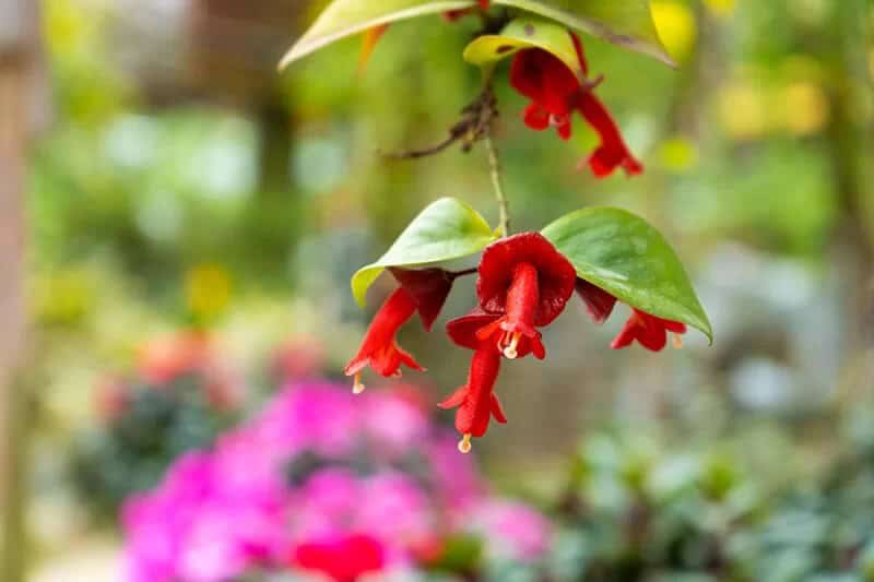 Lipstick Plant (Aeschynanthus Radicans)