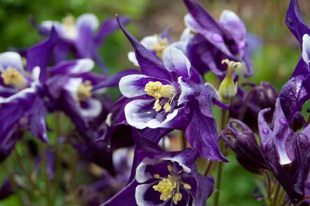 Columbine (Aquilegia)