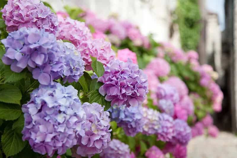 Hydrangea (Hydrangea)