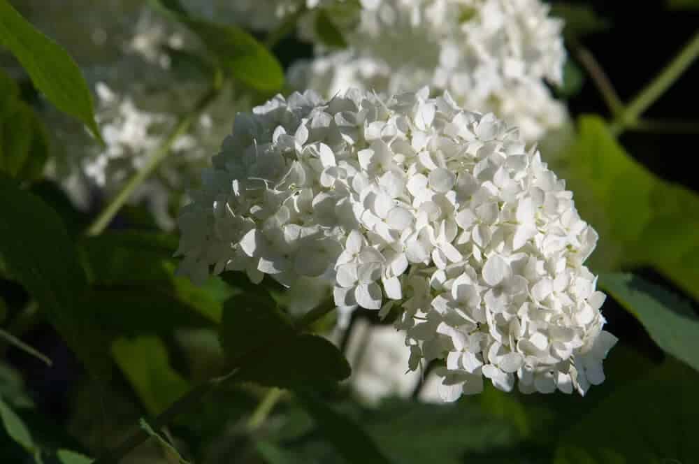 Mapleleaf Viburnum (Viburnum Acerifolium)