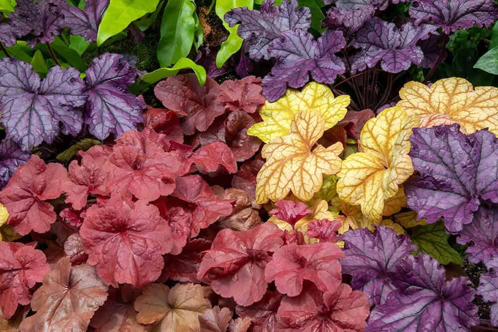 Coral Bells (Heuchera spp.)