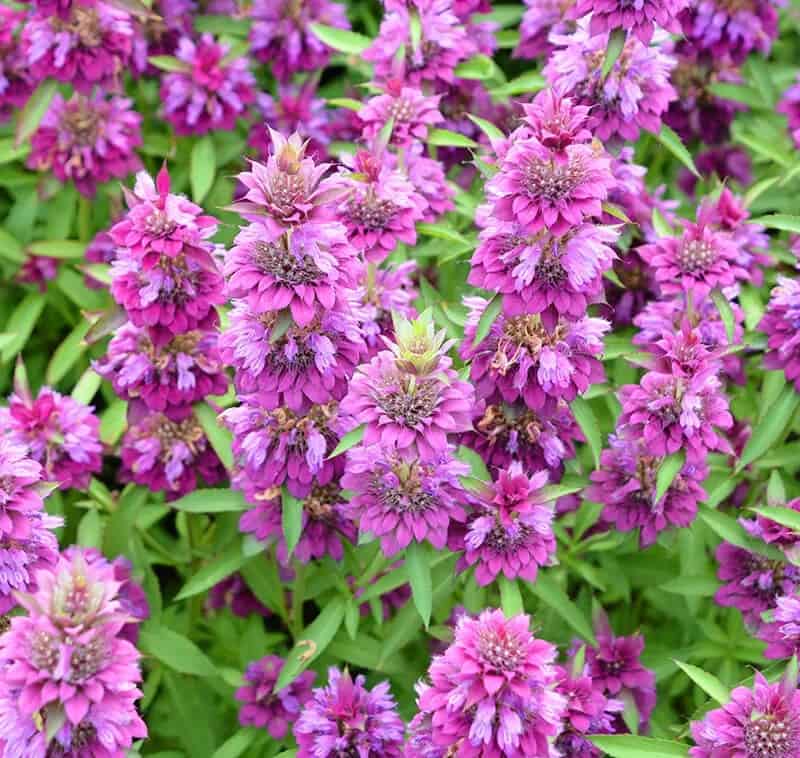 Lemon Mint (Monarda Citriodora)