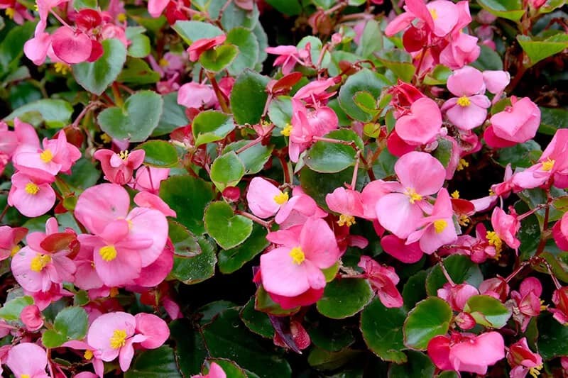 Begonia (Begonia Semperflorens)