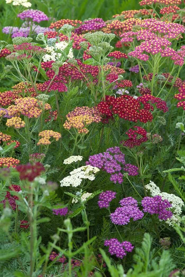 Yarrow (Achillea millefolium)