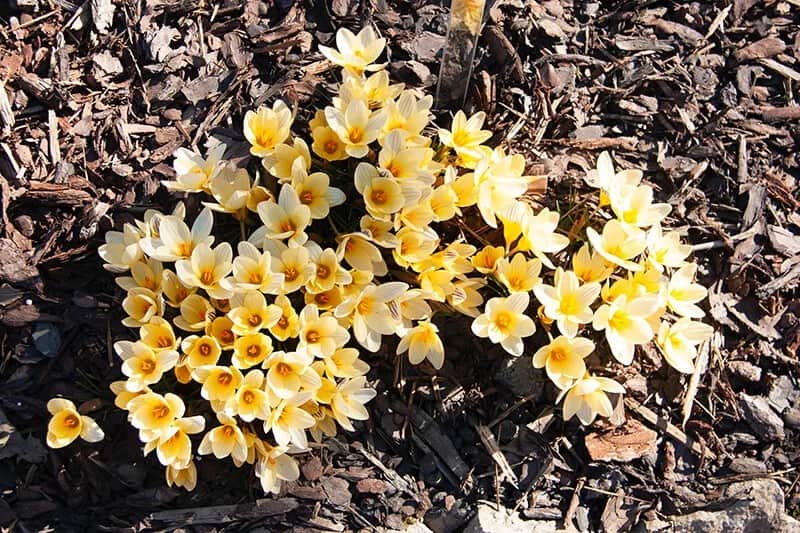 Snow Crocus (Crocus Chrysanthus ‘Advance’)