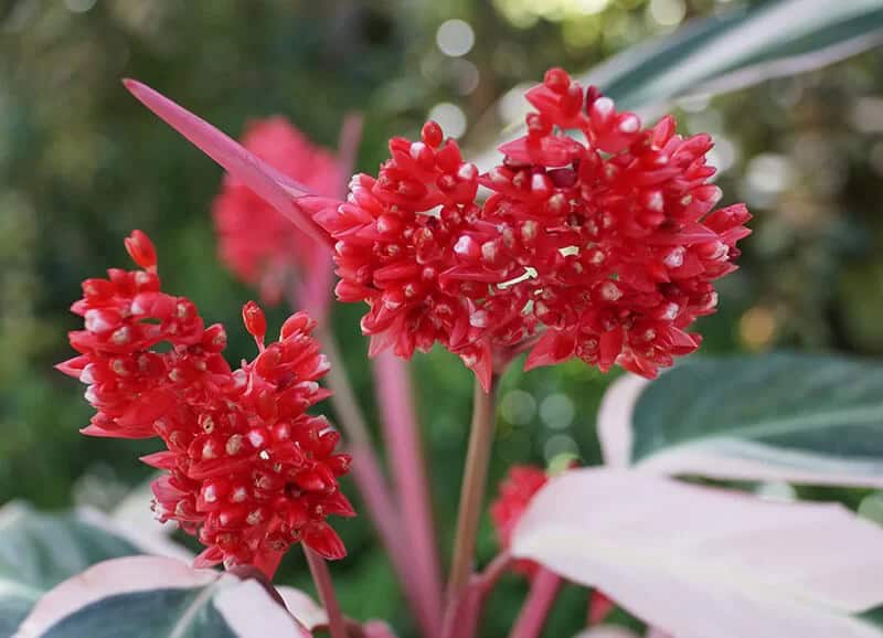 Stromanthe (Stromanthe Sanguinea)