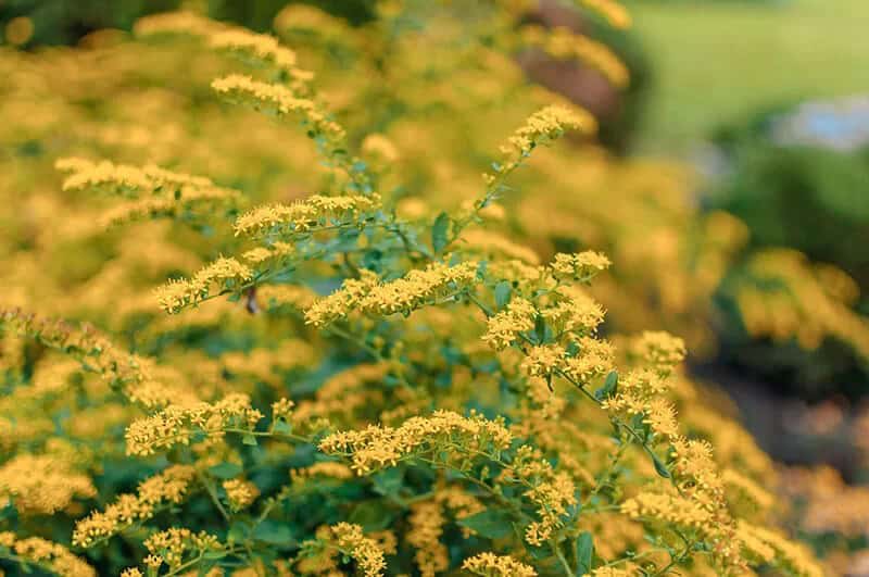 Early Forsythia (Forsythia Ovata)