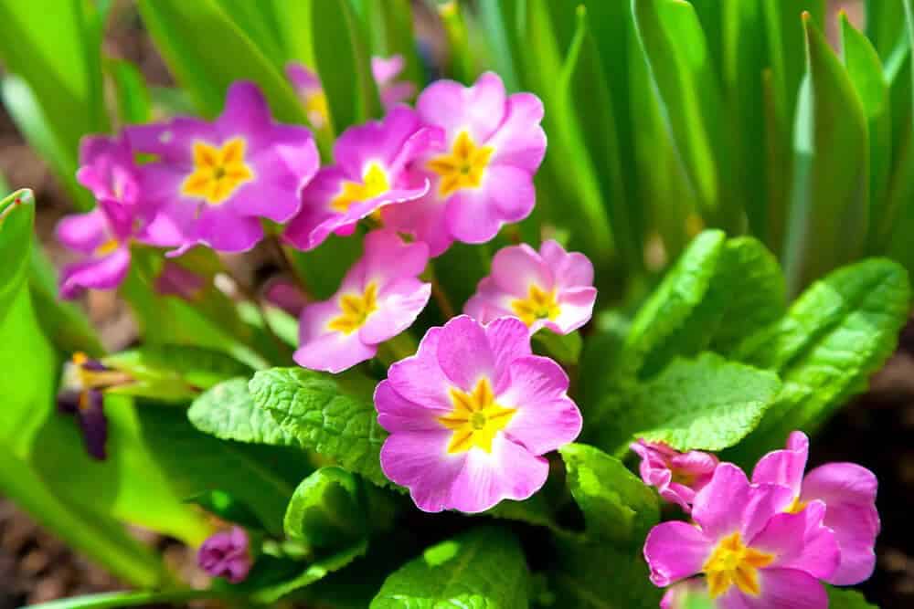 Primrose (Primula vulgaris)