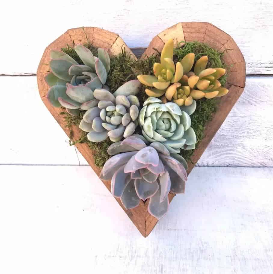 Sweet Heart Shaped Succulent Garden