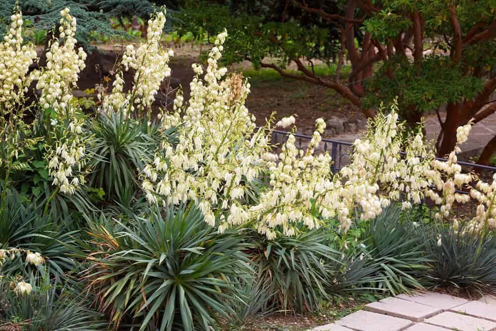 Yucca (Yucca filamentosa)