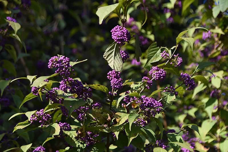 Murasaki Shikibu Japanese Beautyberry (Callicarpa Japonica)