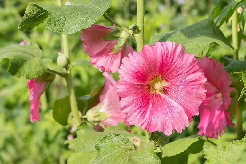 Hollyhock (Alcea spp.)