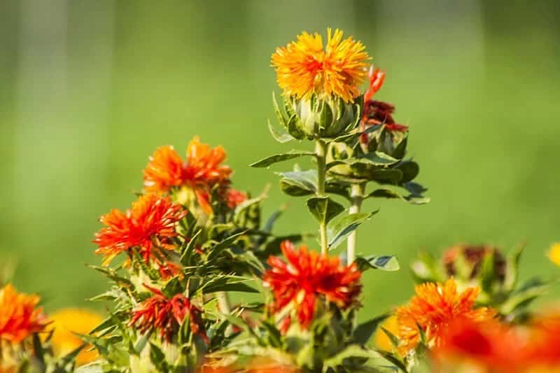 Safflower (Carthamus Tinctorius)