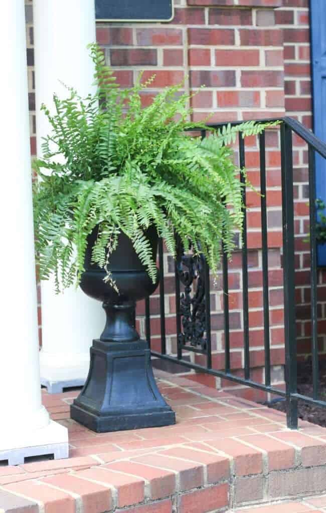 Dramatic and Classic Black Urn Pedestal Planter