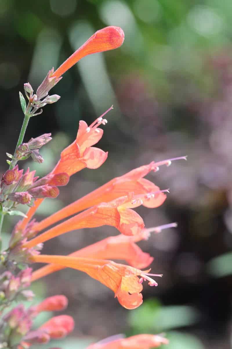 Hummingbird’s Trumpet (Zauschneria ‘Orange Carpet’)