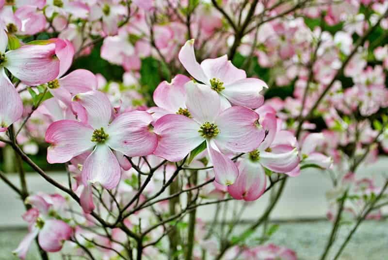 Pink Flowering Dogwood (Cornus Florida f. Rubra)