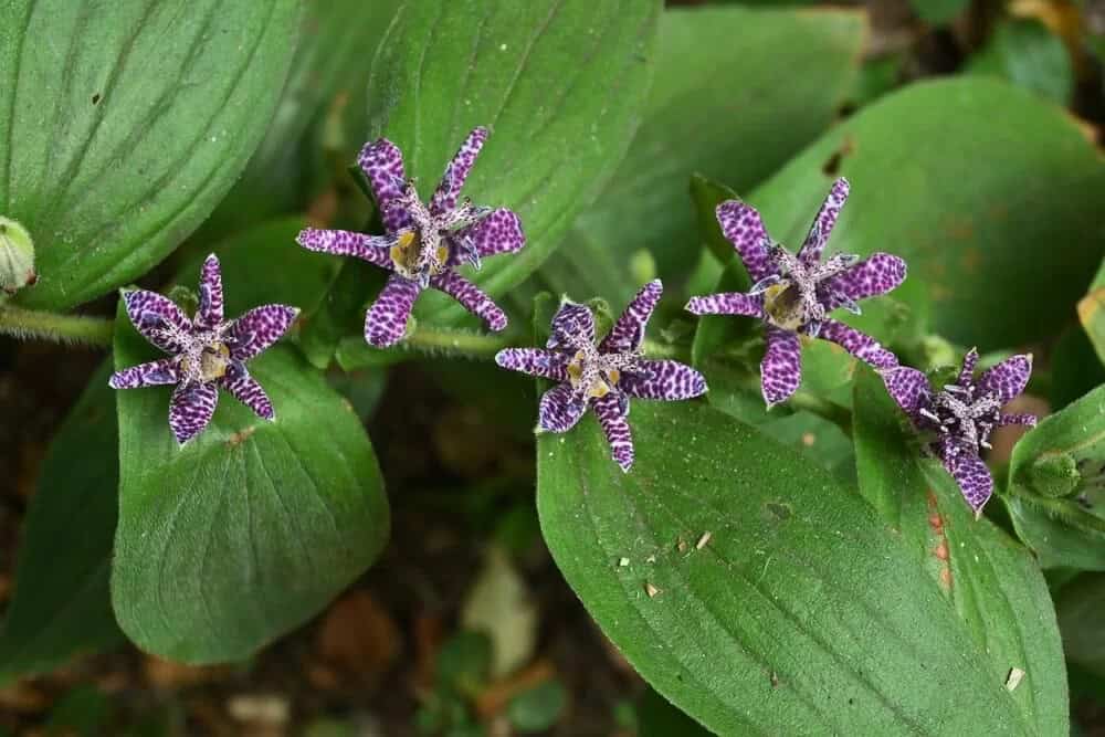 Toad Lily (Tricyrtis hirta)