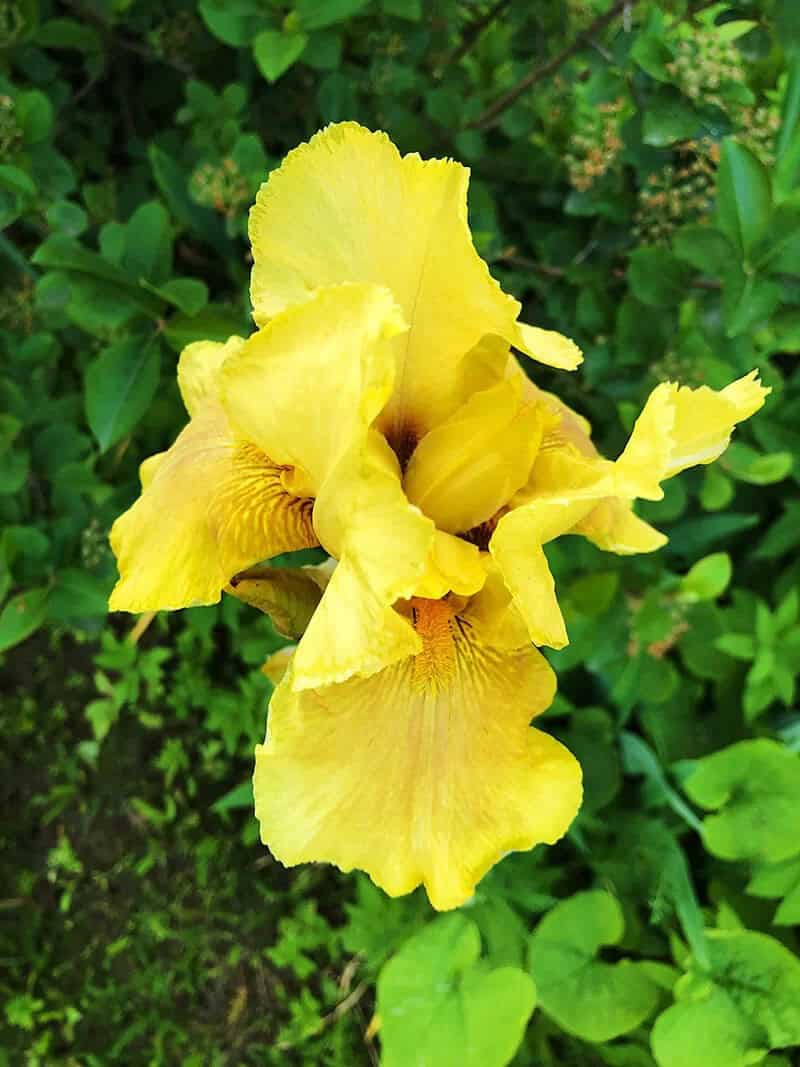 Iris Flowers (Iris)