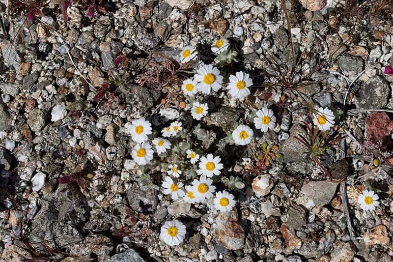 Mojave Desert Star (Monoptilon Bellioides)