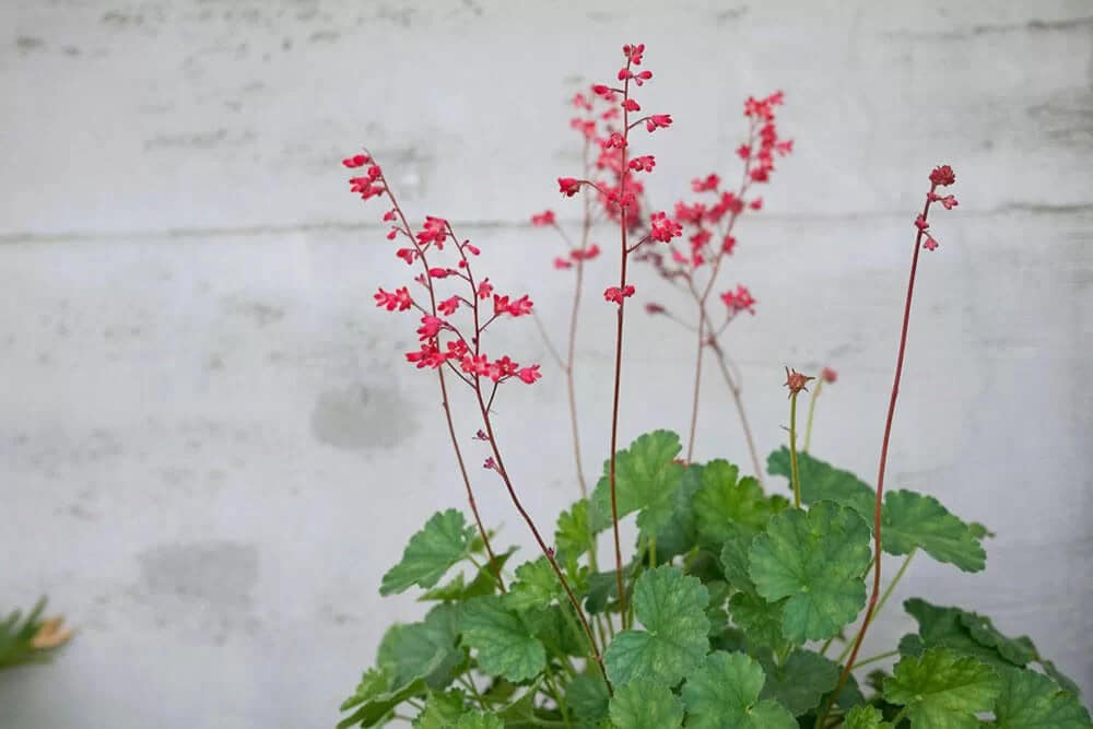 Coral Bells (Heuchera)