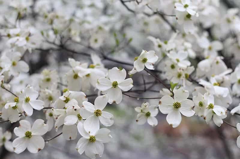 Flowering Dogwood (Cornus Florida)