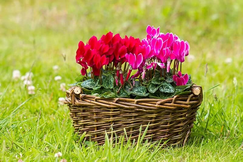 Persian Violet (Cyclamen Persicum)