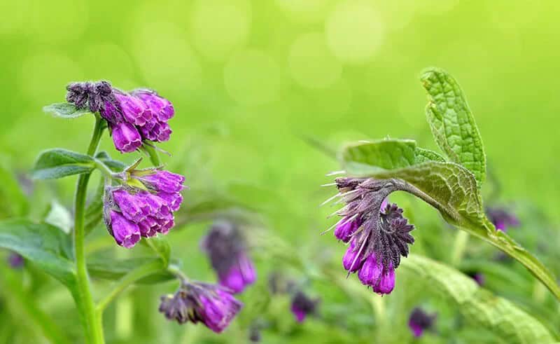 Common Comfrey (Symphytum Officinale)