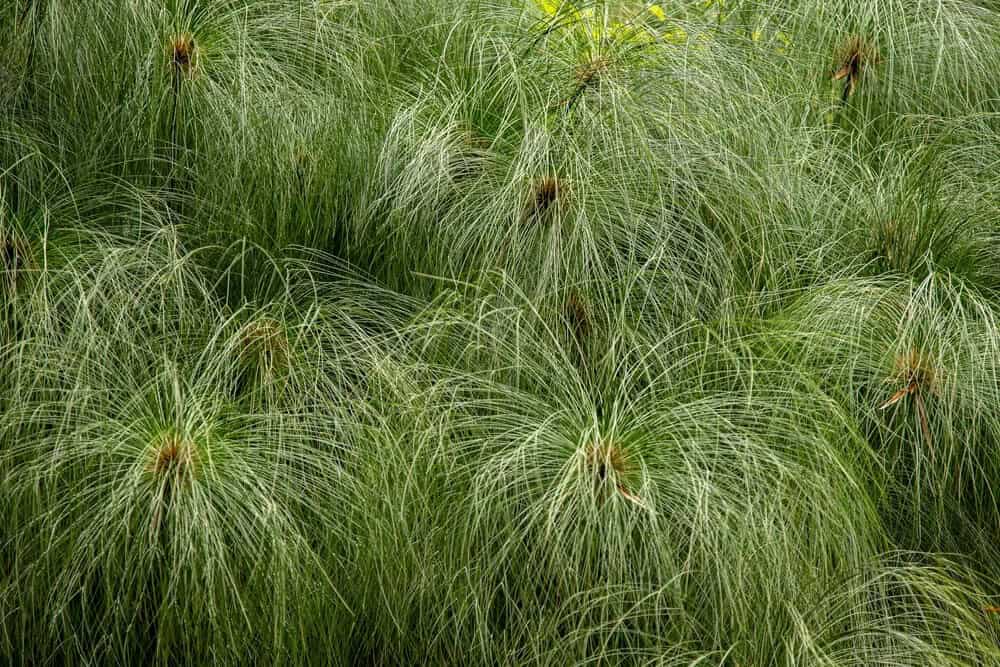 Longleaf pine (pinus palustris)