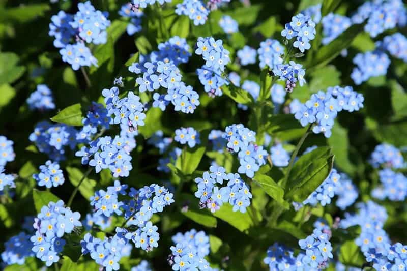 Forget-Me-Not (Myosotis Sylvatica ‘Victoria Blue’)