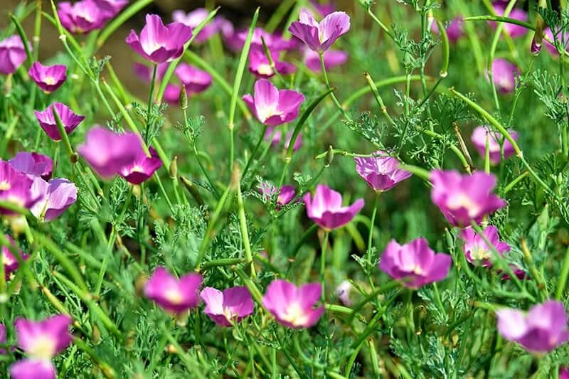 Buffalo Rose (Callirhoe Involucrata)