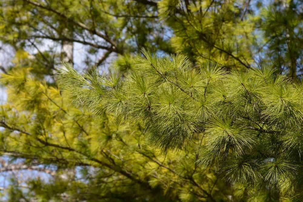 Eastern White Pine (Pinus strobus)