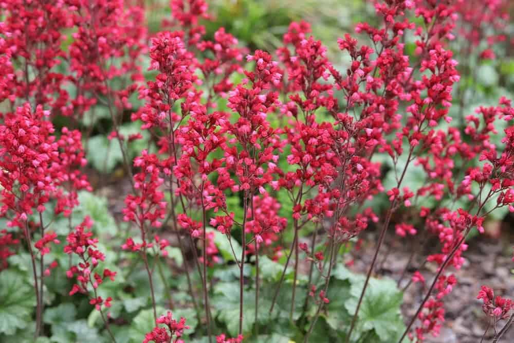 Coral Bells (Heuchera)