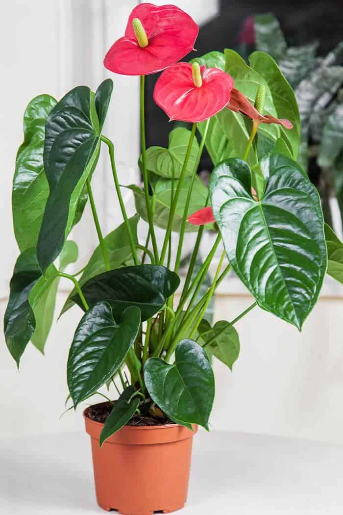 Flamingo Lily (Anthurium)