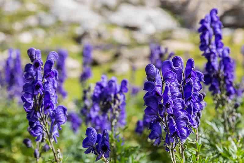 Monkshood (Aconitum Napellus)