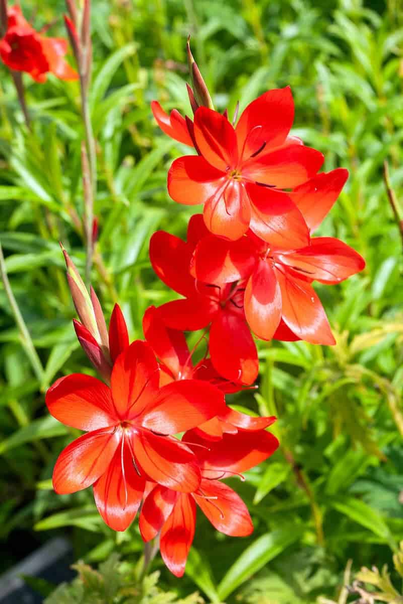 Crimson Flag (Schizostylis Coccinea)