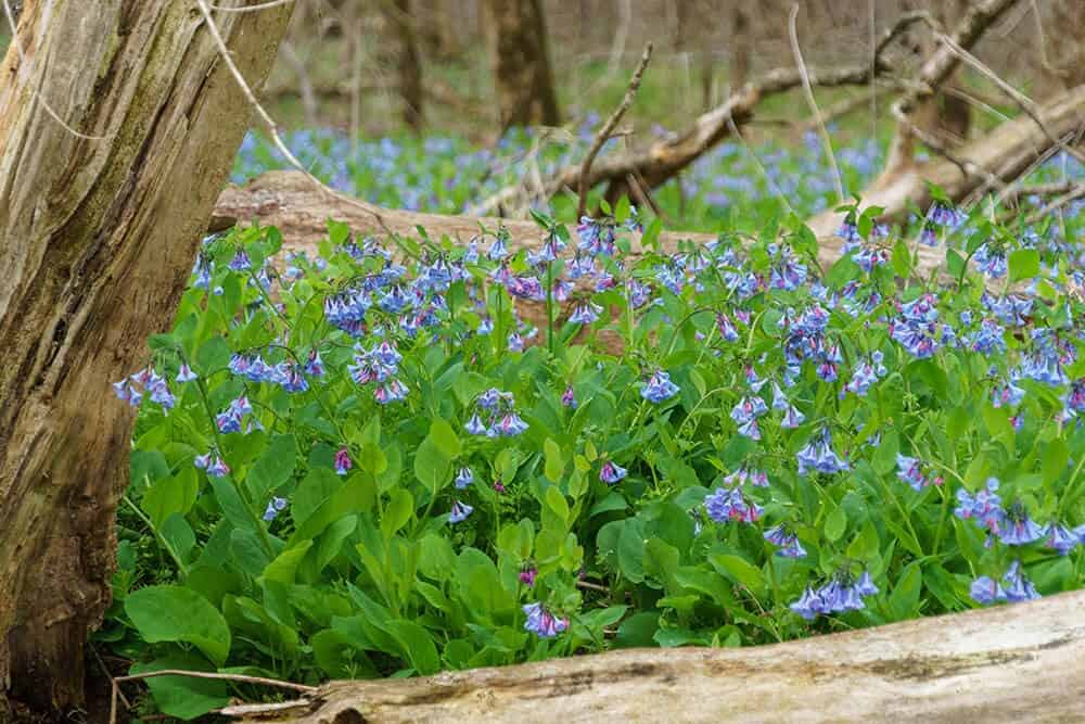 Virginia Bluebells (Mertensia virginica)