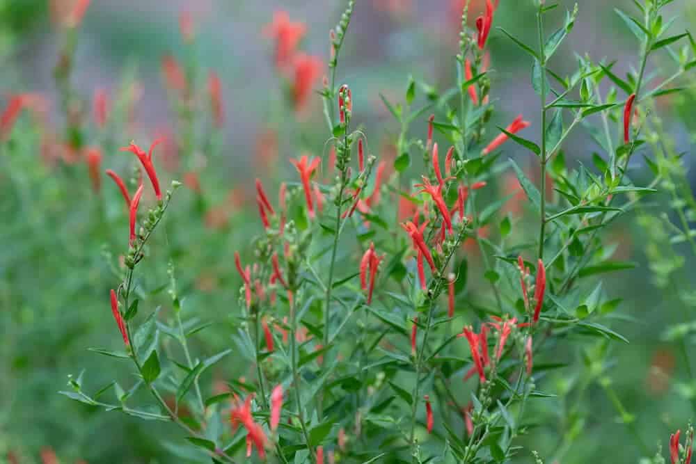 Flame acanthus (Anisacanthus quadrifidus)