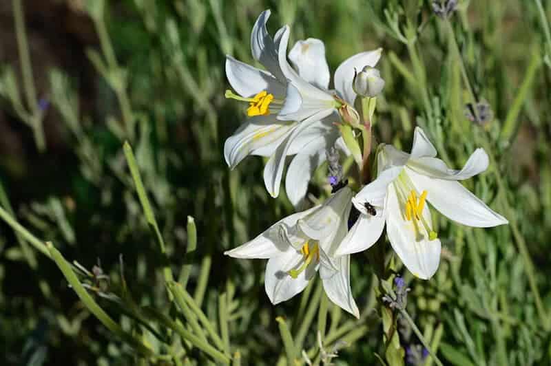 Lilium Candidum (Madonna Lily)