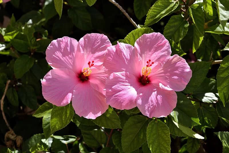 Hibiscus (Hibiscus)