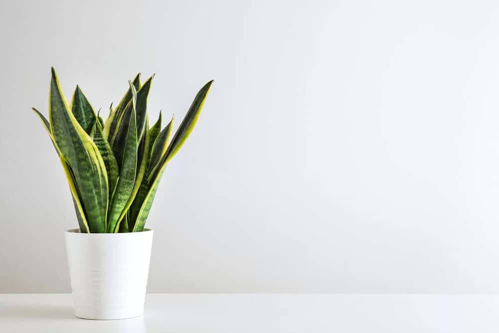 Snake Plant (Dracaena trifasciata)