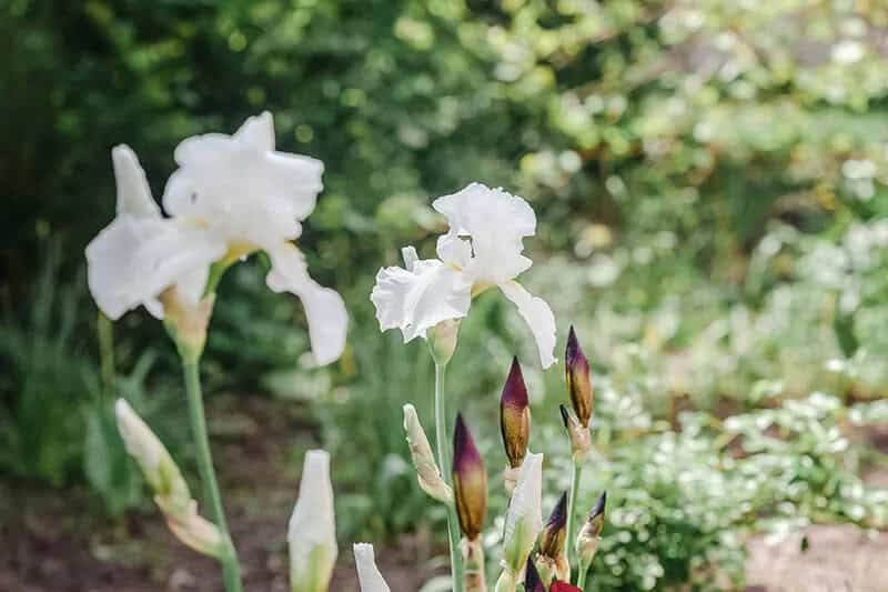 Care to Dance Bearded Iris (Iris Germanica ‘Care to Dance’)