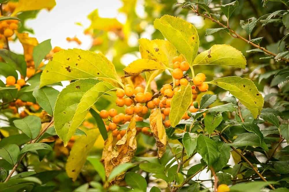 American Bittersweet (Celastrus scandens)