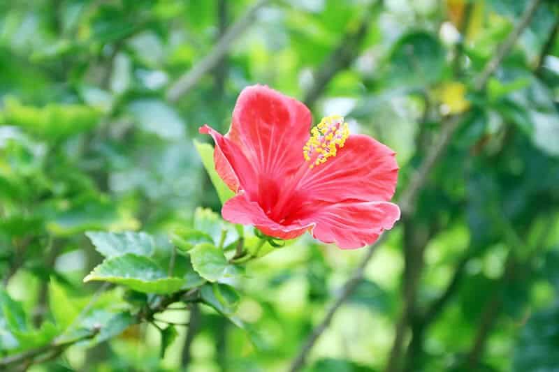 Shoeblackplant (Hibiscus Rosa-sinensis)