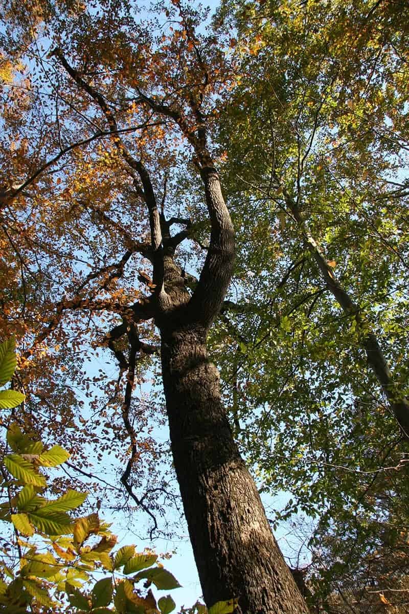 Chestnut Oak Tree (Quercus Montana)