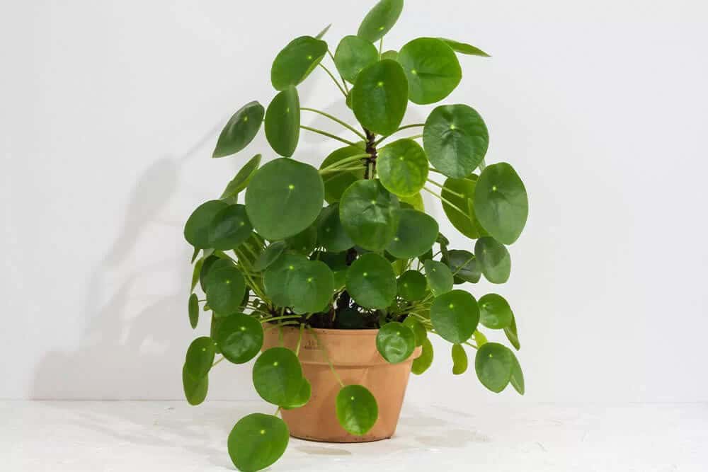 Money Plant (Pilea peperomioides)