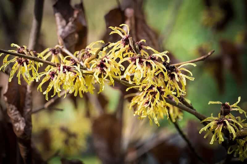 Japanese Witch Hazel (Hamamelis Japonica ‘Arborea’)