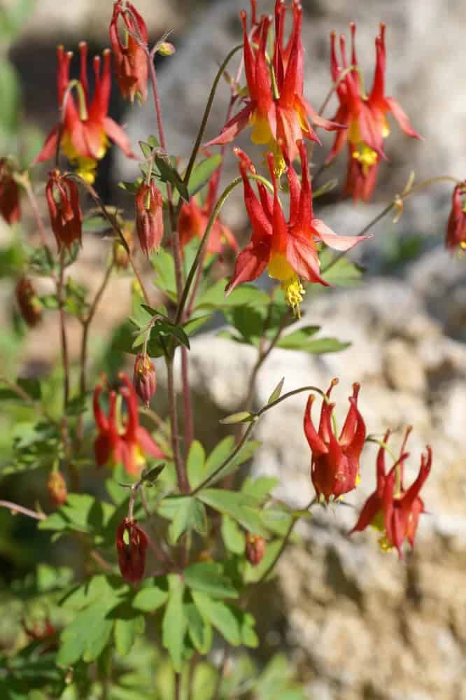 Columbine (Aquilegia canadensis)