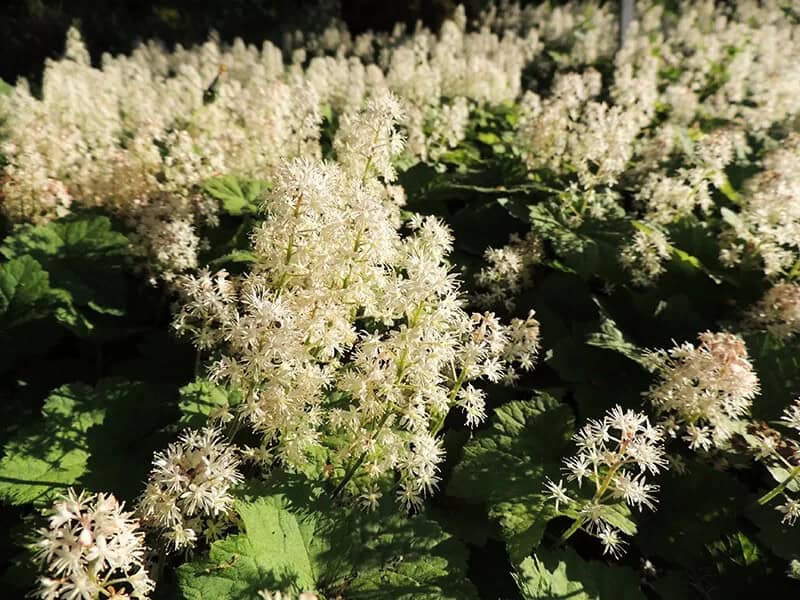 Heart-Leaf Foam Flower (Tiarella Cordifolia)